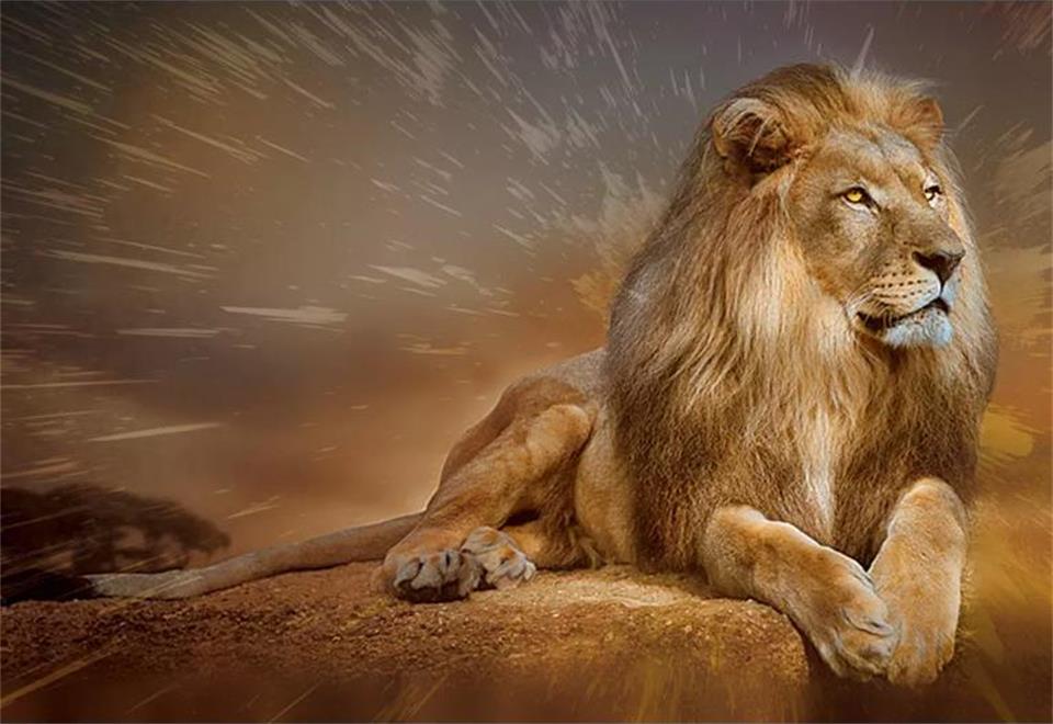 Custom mural 3d photo wallpaper golden lion 3d picture photo living room decor picture 3d wall murals wallpaper for walls 3d